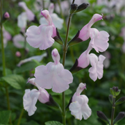 Salvia Naomy Tree